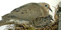 baby birds