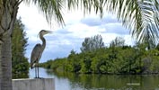 heron