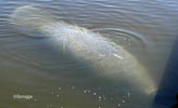 manatees