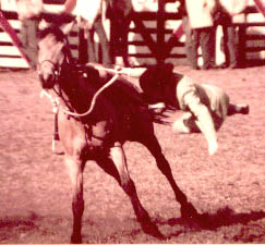 equestrian and rodeo